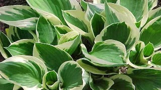 Hosta 'Patriot' (Plantain Lily)