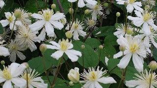 Clematis Summer Snow 'Paul Farges'