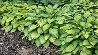 Hosta 'Paul's Glory' (Plantain Lily)