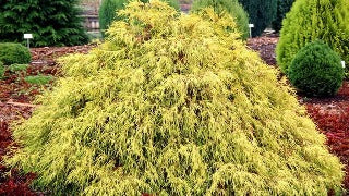 Juniperus Chinensis 'Paul's Gold' (Paul's Gold Juniper)
