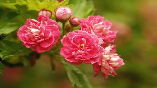 Crataegus Laevigata 'Paul's Scarlet' (Paul's Scarlet Hawthorn)