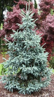 Picea Abies 'Paul's Select' (Paul's Select Norway Spruce)