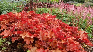 Heuchera x 'Peach Flambe' (Coral Bells)