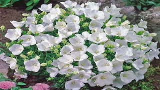Campanula Carpatica 'Pearly White' (Carpathian Bellflower)