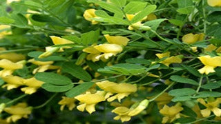 Caragana Arborescens 'Pendula' (Weeping Peashrub)