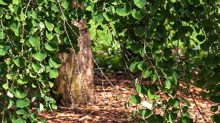 Cercidiphyllum Japonicum 'Pendula' (Weeping Katsura Tree)