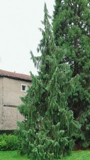 Chamaecyparis Nootkatensis 'Pendula' (Weeping Nootka Falsecypress)