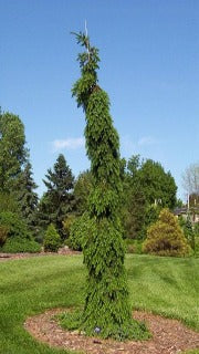 Picea Omorika 'Pendula Bruns' (Bruns Weeping Serbian Spruce)