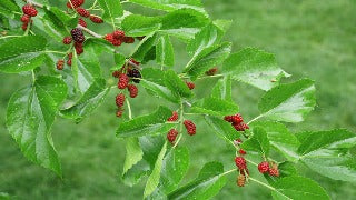 Morus Alba 'Pendula Fruiting' (Weeping Fruiting Mulberry)