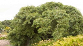 Pinus Strobus 'Pendula' (Weeping Eastern White Pine)