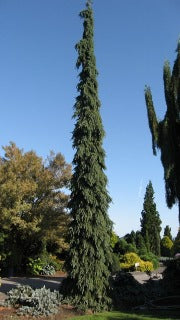 Picea Glauca 'Pendula' (Weeping White Spruce)