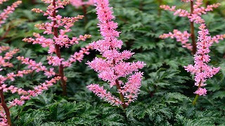 Astilbe Crispa 'Perkeo' (False Spirea)