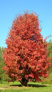 Parrotia Persica (Persian Ironwood)