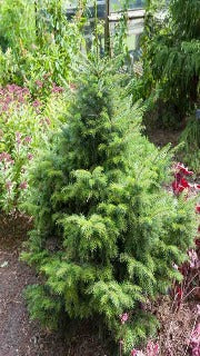 Picea Omorika 'Peve Tijn' (Golden Dwarf Serbian Spruce)