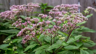Eupatorium Maculatum 'Phantom' (Phantom Joe Pye Weed)