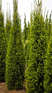 Picea Abies Cupressina (Columnar Norway Spruce)