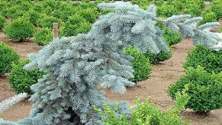 Picea Pungens Glauca Pendula (Weeping Blue Spruce)