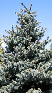 Picea Pungens (Colorado Spruce)