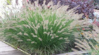 Piglet Fountain Grass