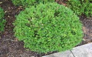 Buxus microphylla 'Pincushion' (Pincushion Boxwood)