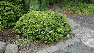 Chamaecyparis Pisifera 'Golden Pincushion' (Golden Pincushion Falsecypress)