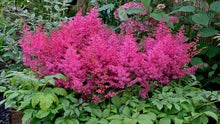 Load image into Gallery viewer, Astilbe Pink
