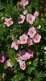 Potentilla Fruticosa 'Pink Beauty' (Pink Beauty Cinquefoil)