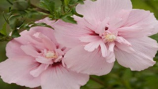 Hibiscus Syriacus Pink Chiffon ('JWNWOOD4') Rose of Sharon