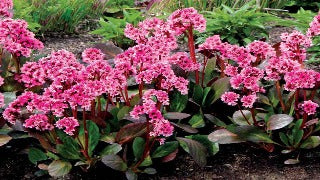 Bergenia x 'Pink Dragonfly' (Heartleaft Bergenia)