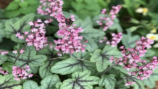 Heucherella x 'Pink Fizz' (Foamy Bells)