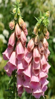 Digitalis Mertonensis (Pink Foxglove)