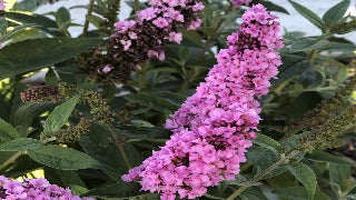 Buddleia (Lo & Behold Pink Micro Chip Butterfly Bush)