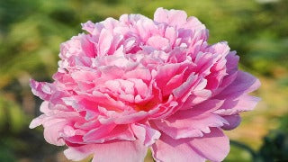 Paeonia 'Pink Parfait' (Peony)