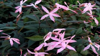 Gillenia Trifoiata 'Pink Profusion' (Bowman's Root)