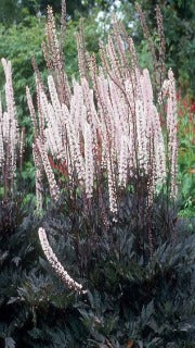 Cimicifuga Ramosa 'Pink Spike' (Purple-leaf Bugbane)