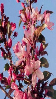 Malus Pink Spires