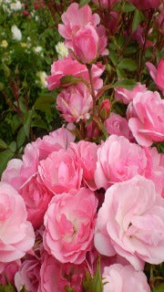 Rosa Easy Elegance Pinktopia