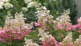 Hydrangea Paniculata Pinky Winky (Pinky Winky Hydrangea)