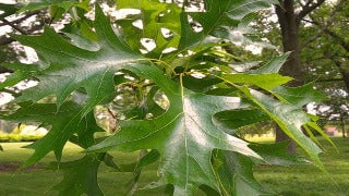 Quercus Palustris (Pin Oak)