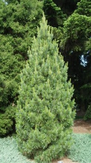 Pinus Cembra 'Chalet' (Chalet Swiss Stone Pine)