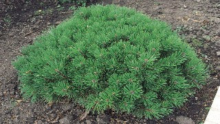 Pinus Mugo (Dwarf Mugo Pine)