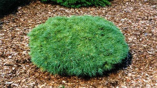 Pinus Strobus 'Sea Urchin' (Sea Urchin Eastern White Pine)