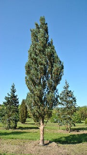 Pinus Sylvestris 'Fastigiata' (Scots Sentinel Pine)