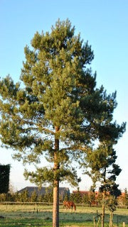 Pinus Sylvestris (Scots Pine)