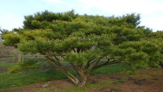 Pinus Desiflora 'Umbraculifera' (Compact Tanyosho Pine)