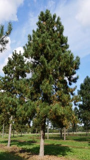 Pinus Nigra (Austrian Pine)