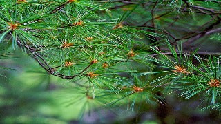 Pinus Strobus (Eastern White Pine)