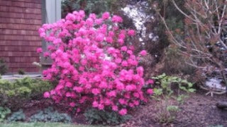 Rhododendron 'P.J.M. Compact'