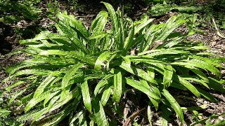 Carex Plantaginea (Plantain-Leaved Sedge)