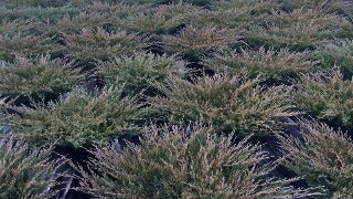 Juniperus Horizontalis 'Plumosa Compacta' (Compact Andorra Juniper)